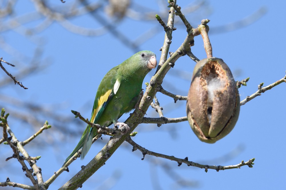 Toui à ailes variées - ML25044121