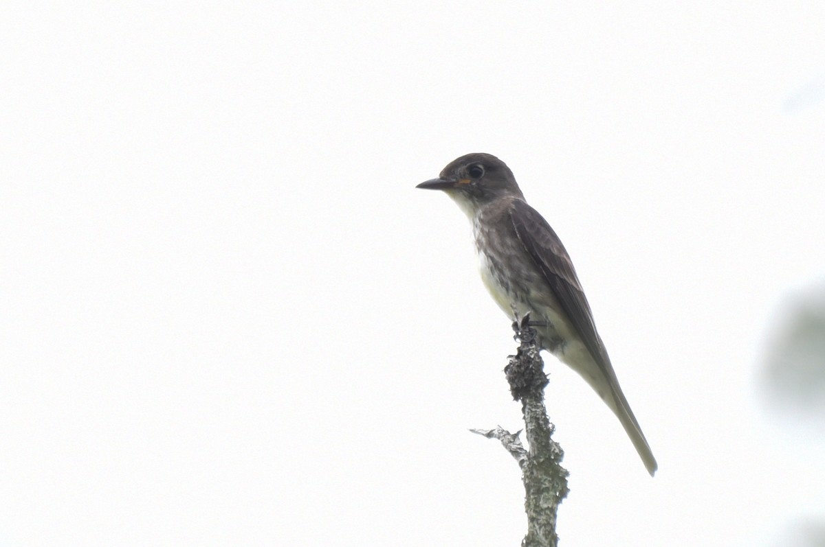 Olive-sided Flycatcher - Kathy Marche