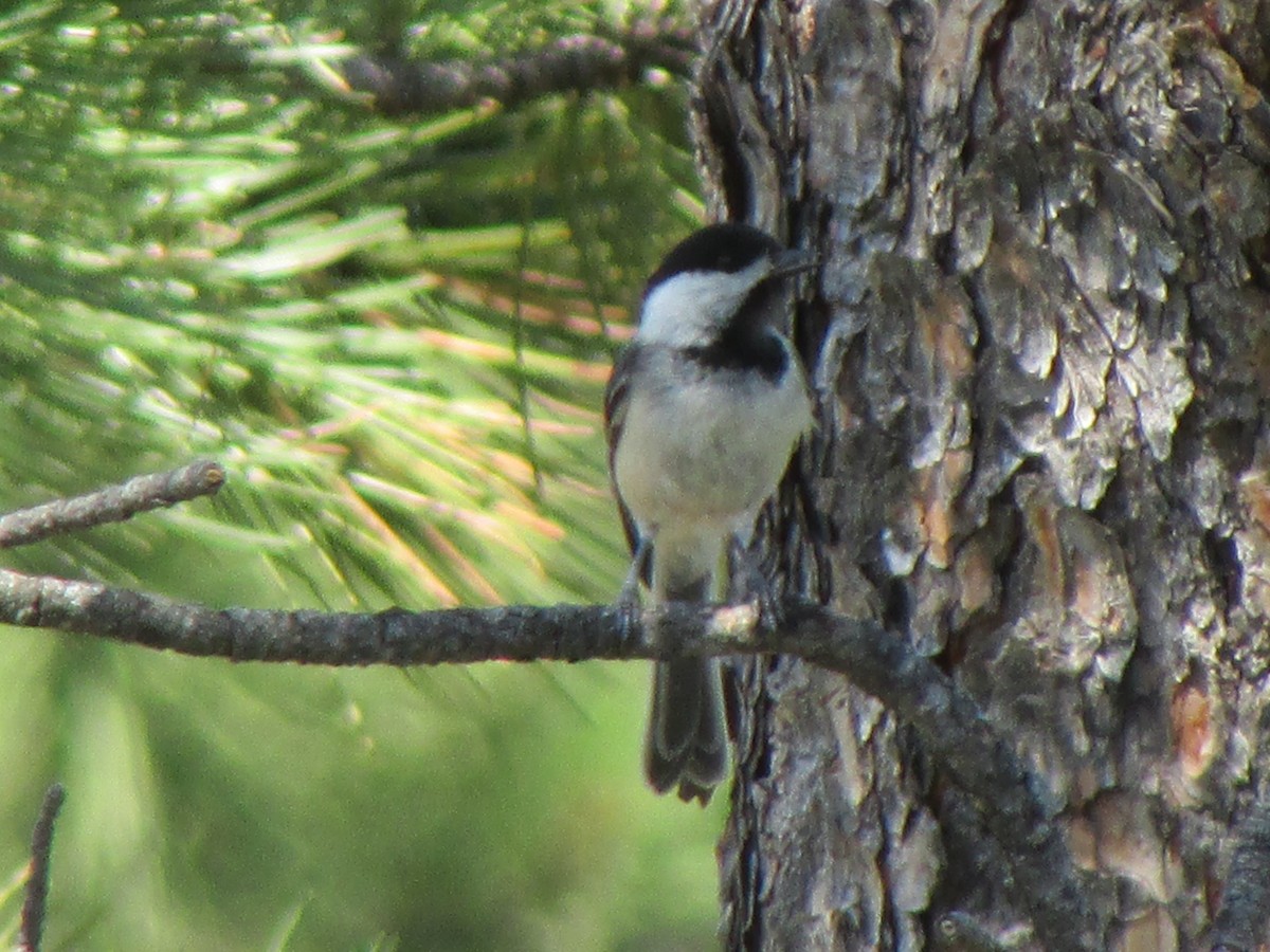 Black-capped Chickadee - ML250443451