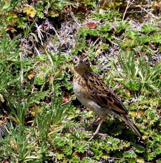 Pipit du paramo - ML250443601