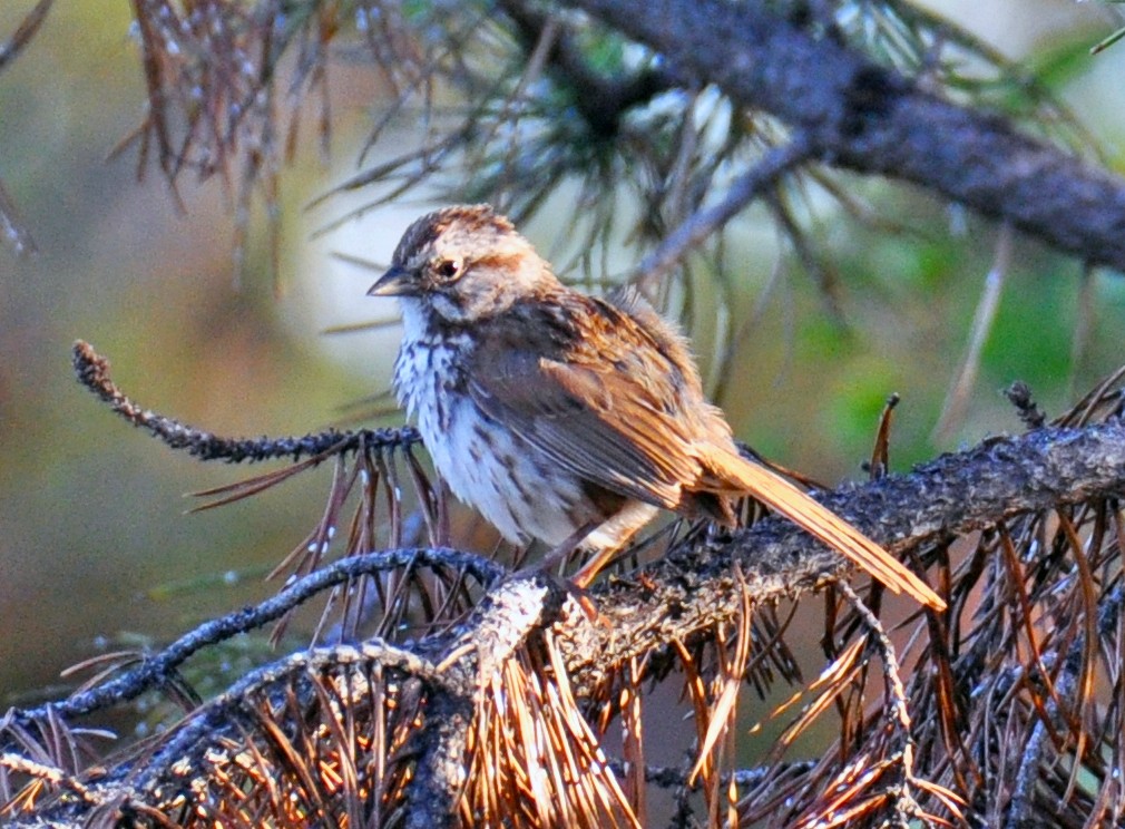 Song Sparrow - ML250450641