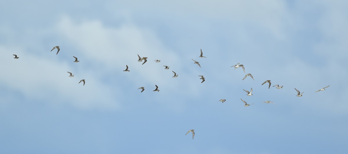 Bécasseau sanderling - ML250451751