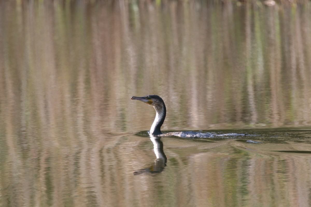 Great Cormorant (White-breasted) - ML250451961