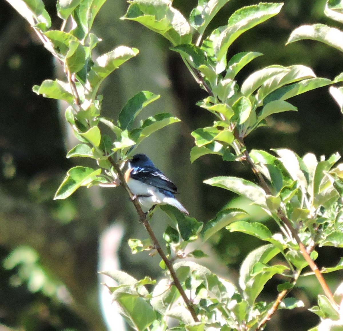 Lazuli Bunting - Ronnie Reed