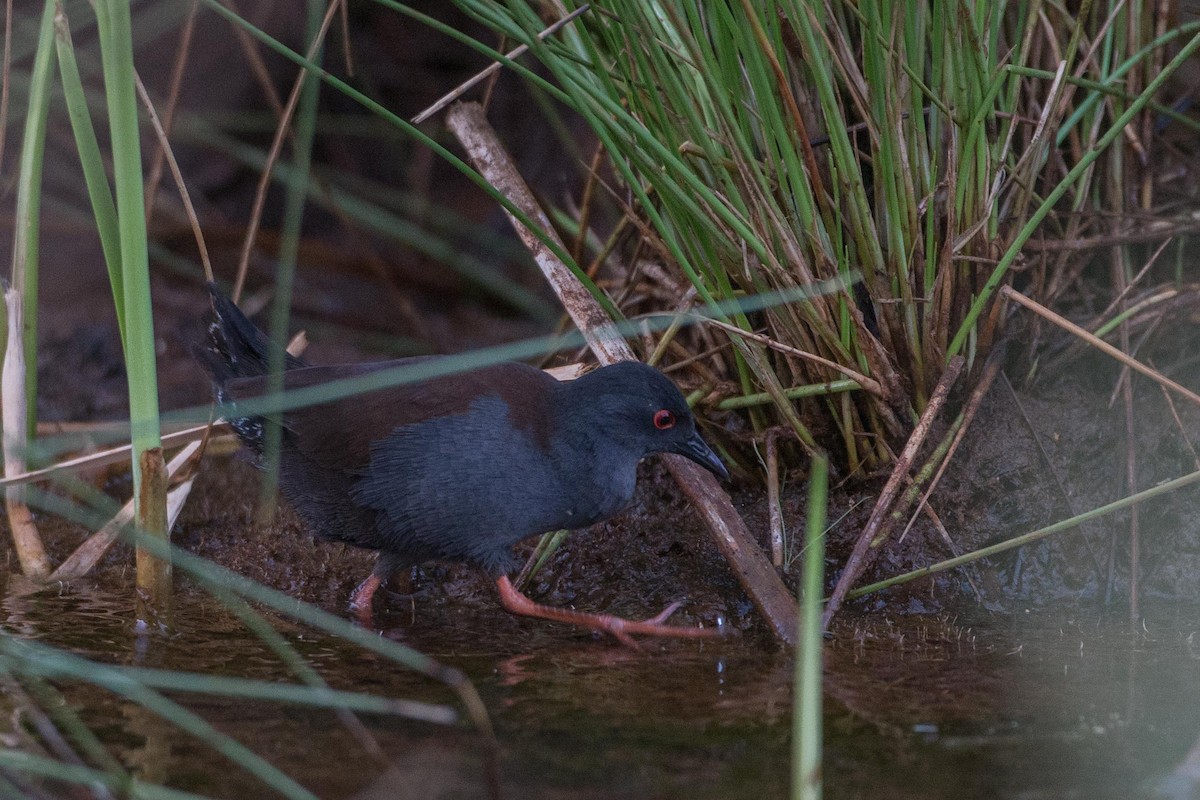 Spotless Crake - ML250453501