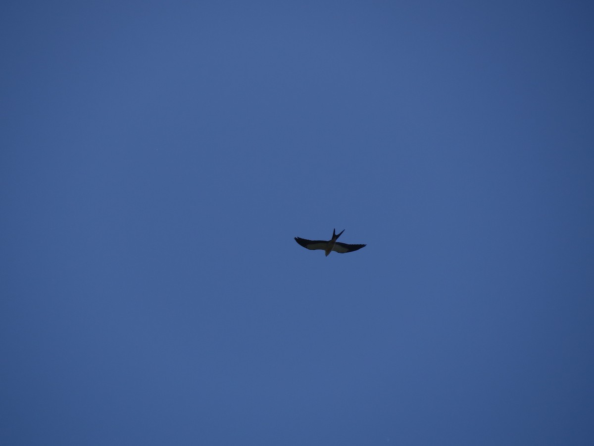 Swallow-tailed Kite - ML250454321