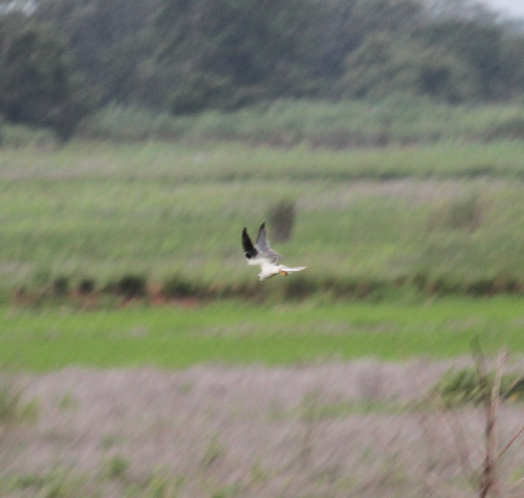 White-tailed Kite - ML250457481