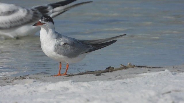 Forster's Tern - ML250457801