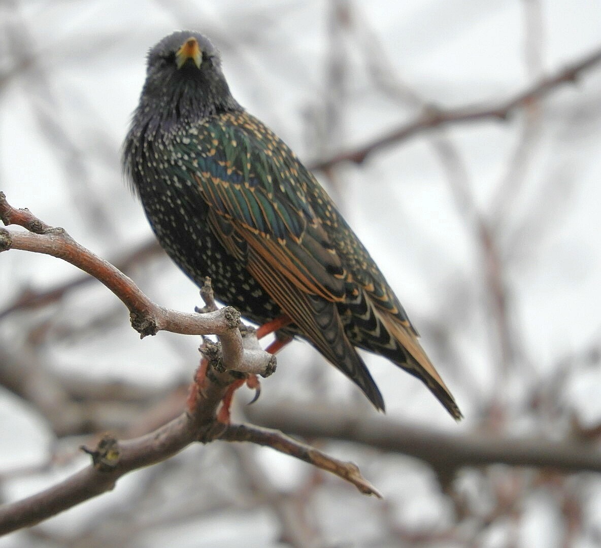 European Starling - ML250458651