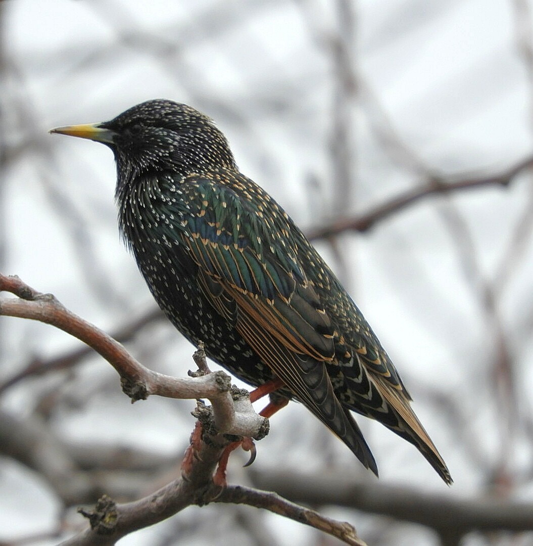 European Starling - ML250458701