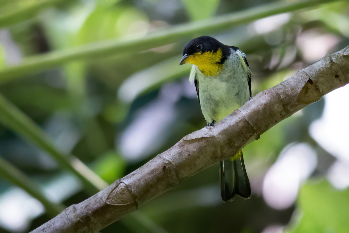 Yellow-backed Tanager - ML250460371