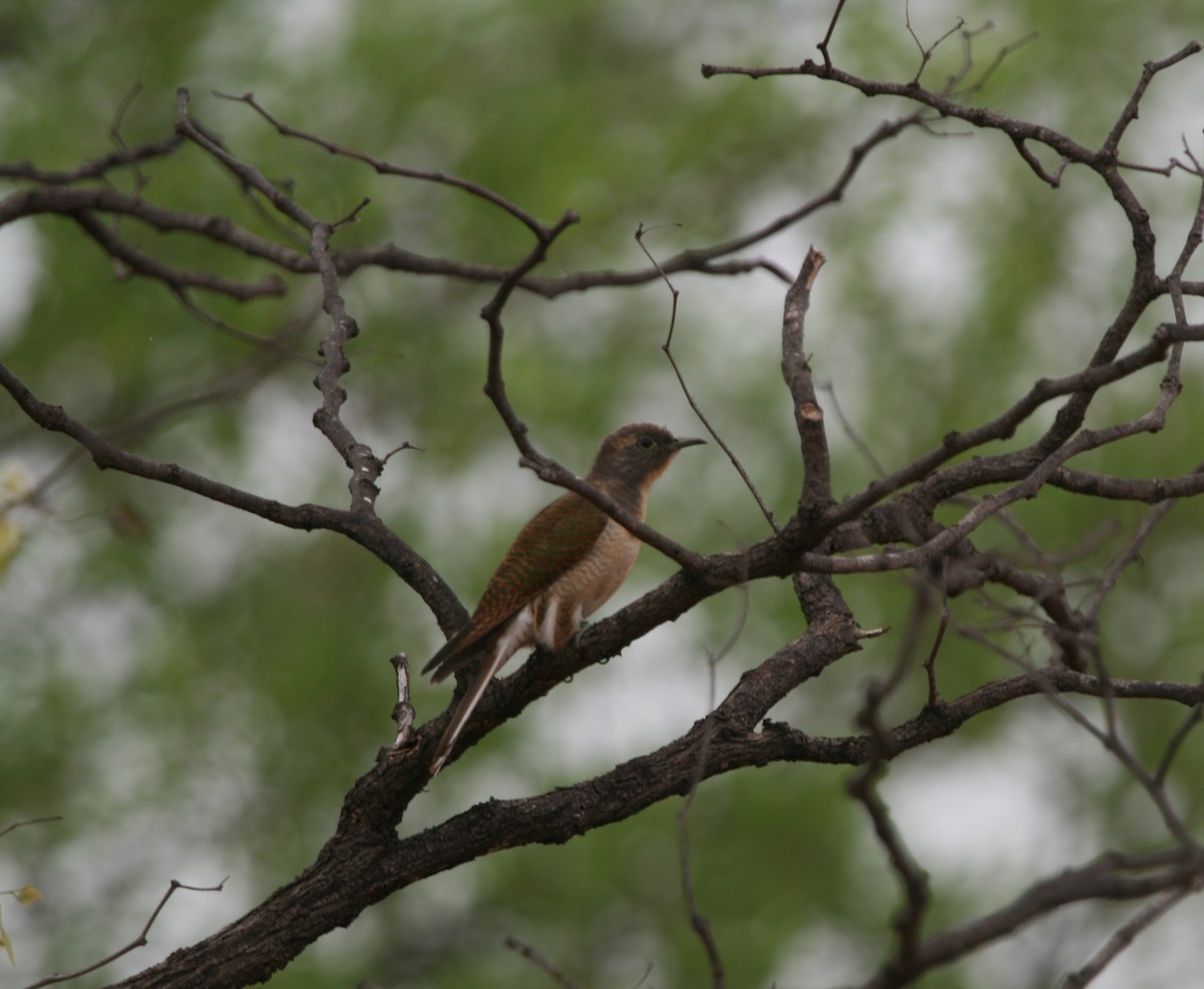 African Emerald Cuckoo - ML250460411