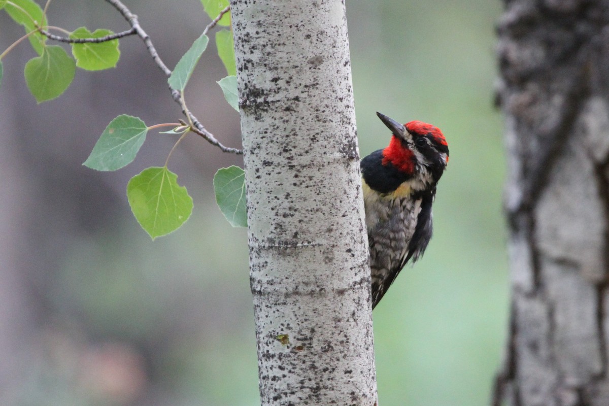 Red-naped Sapsucker - ML250461341