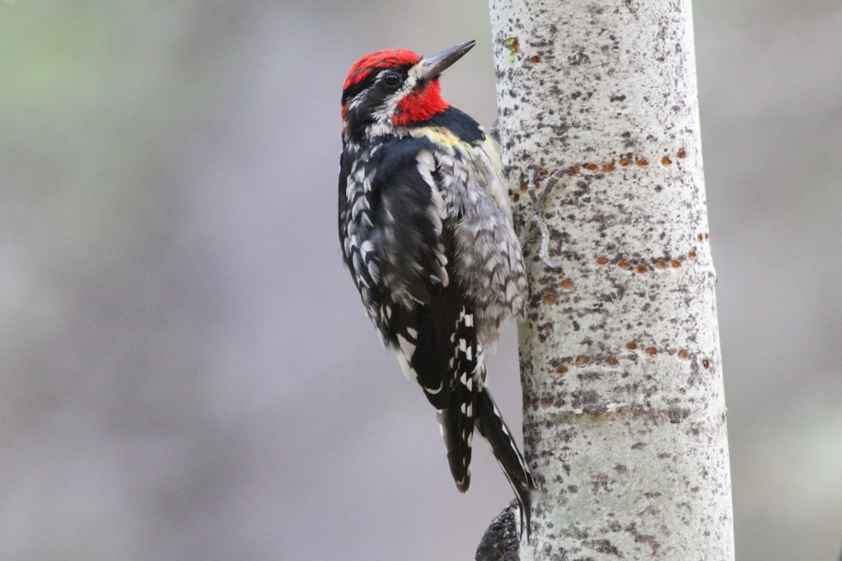 Red-naped Sapsucker - ML250461361