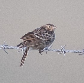 Chestnut-collared Longspur - Caroline Lambert