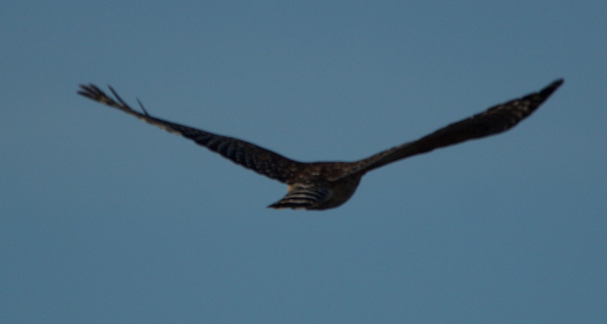 Red-shouldered Hawk - ML25046451