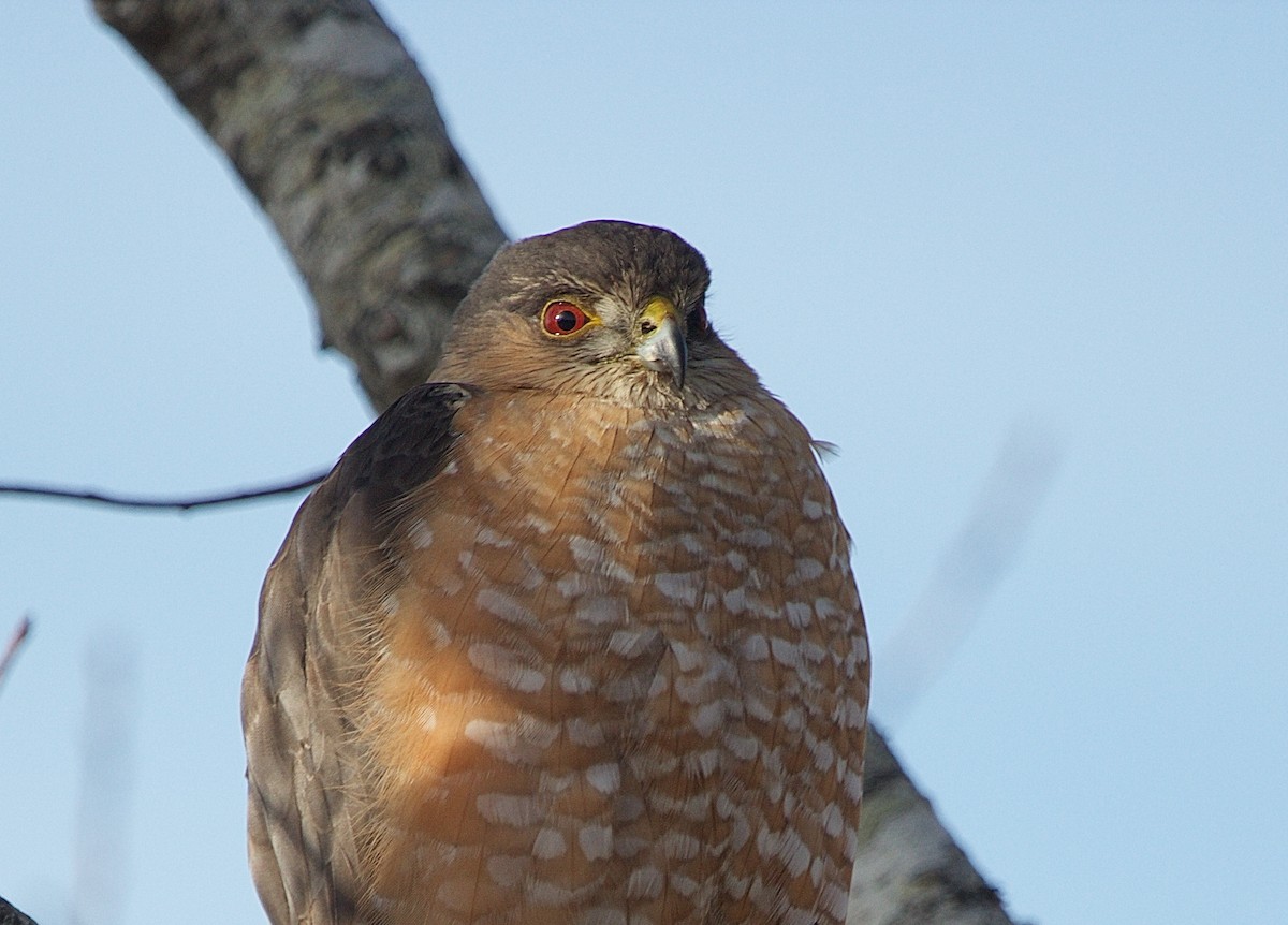 Sharp-shinned Hawk - ML25046471