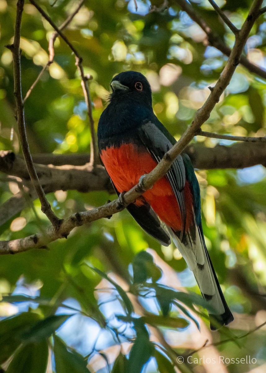 Trogon surucua - ML250465101