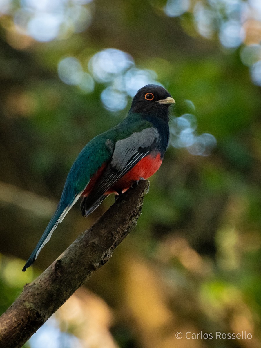 Trogon surucua - ML250465121