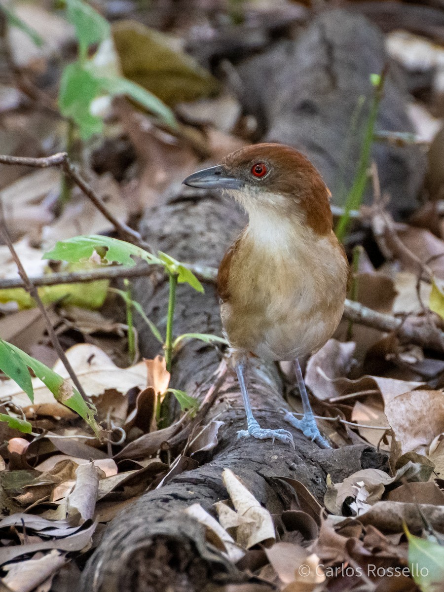 Great Antshrike - Carlos Rossello