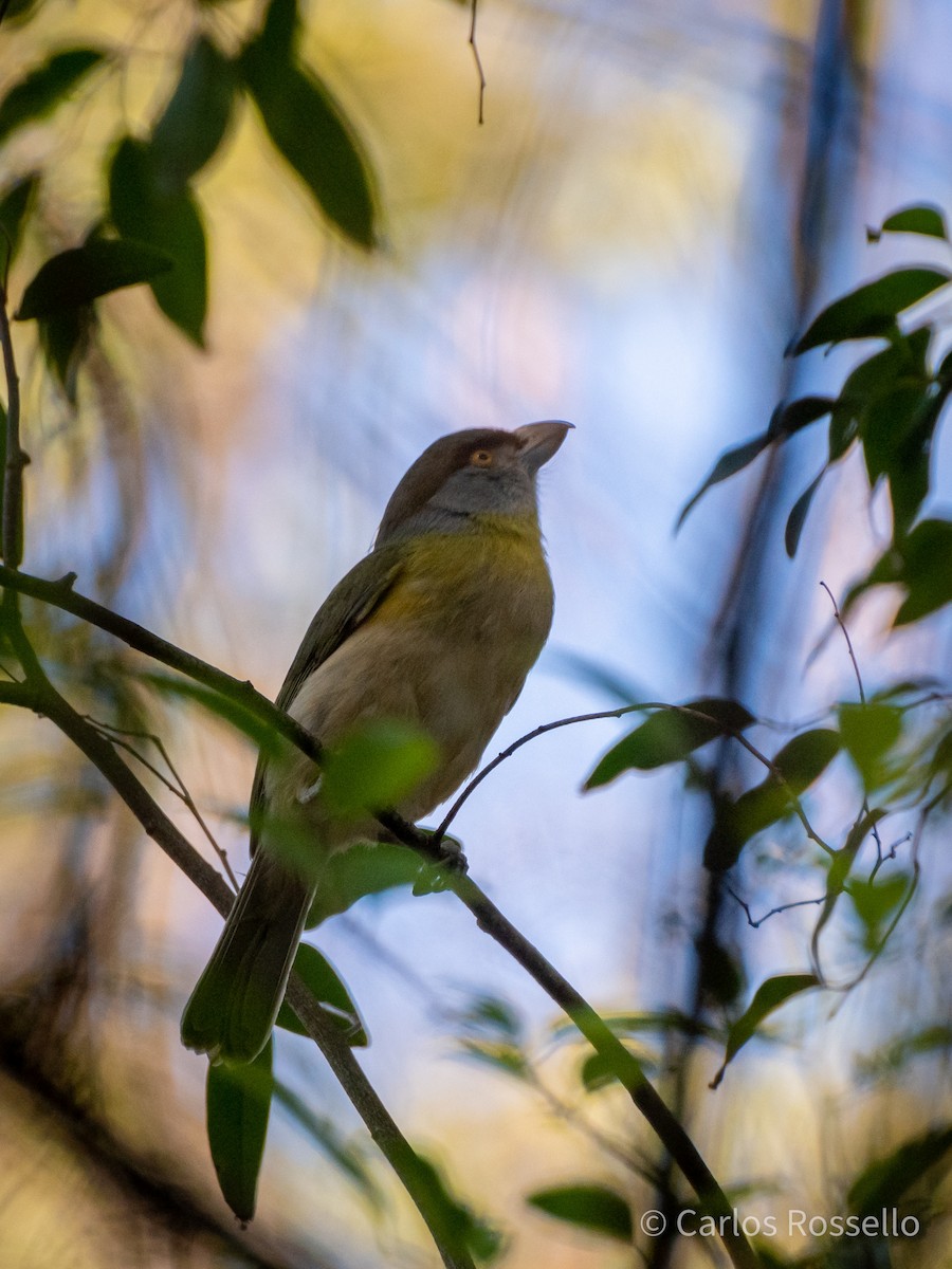 Rufous-browed Peppershrike - Carlos Rossello