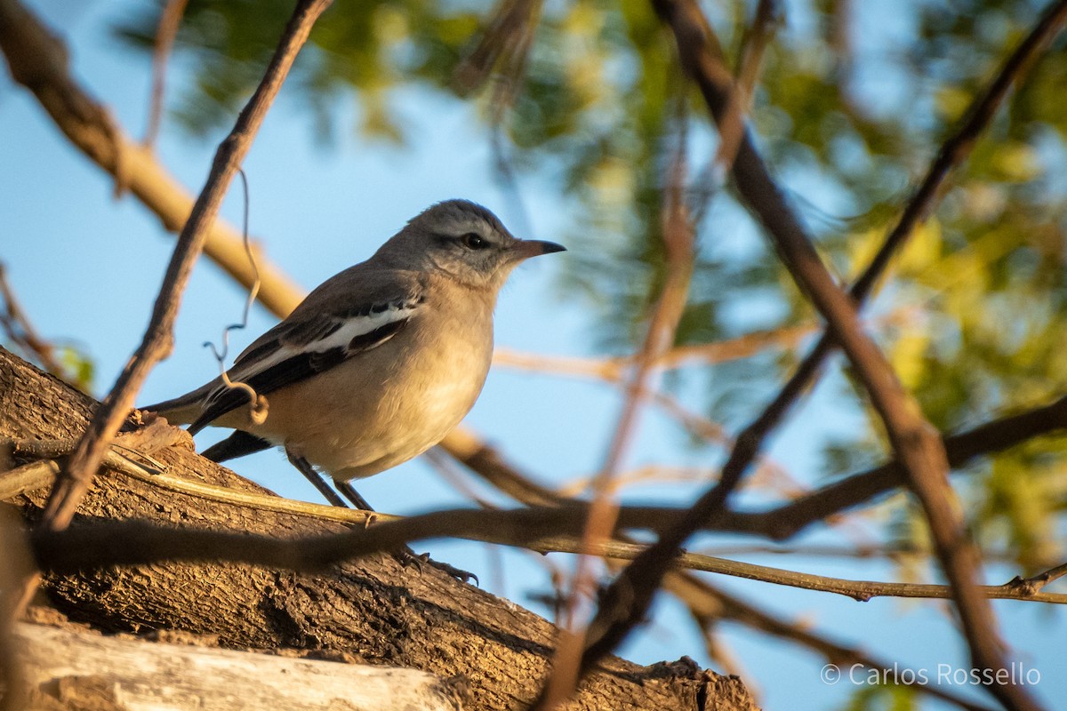 White-banded Mockingbird - ML250465701