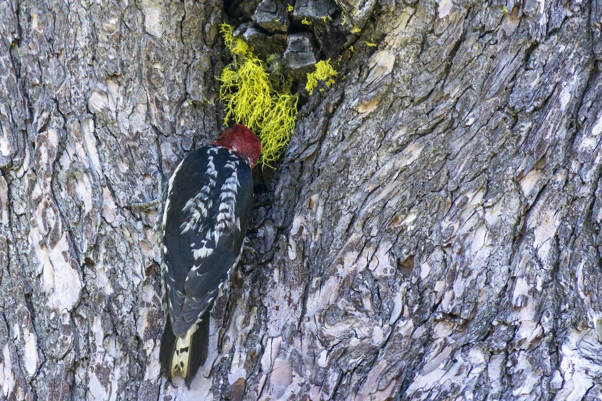 Red-breasted Sapsucker - Nikolas Orton