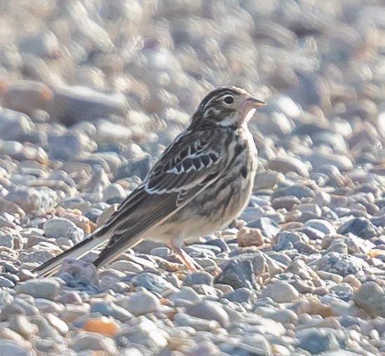 Chestnut-collared Longspur - Caroline Lambert