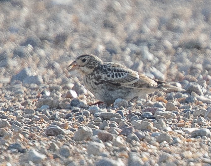 Thick-billed Longspur - ML250465991