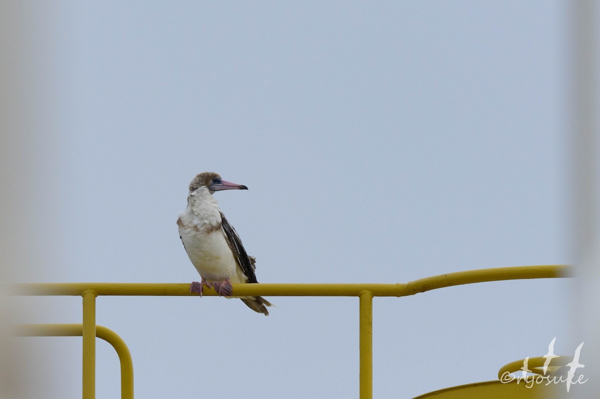 Red-footed Booby - ML250466171