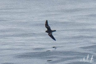 Swinhoe's Storm-Petrel - ML250467891