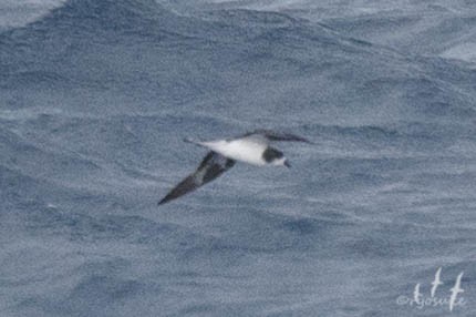 Bonin Petrel - ML250468011