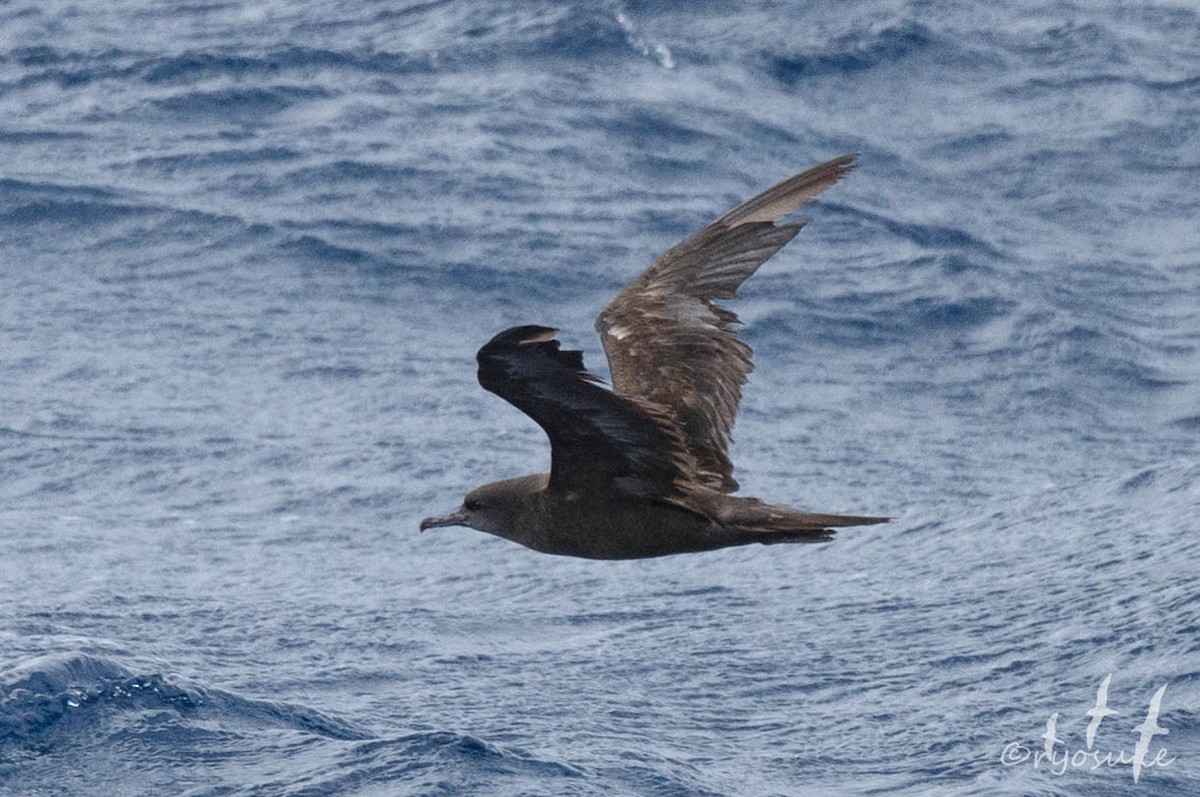 Wedge-tailed Shearwater - Ryosuke Abe