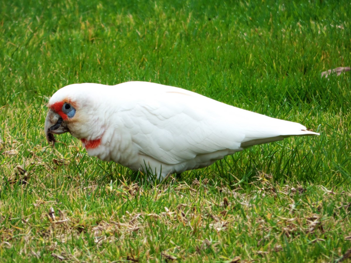 Long-billed Corella - ML250468691