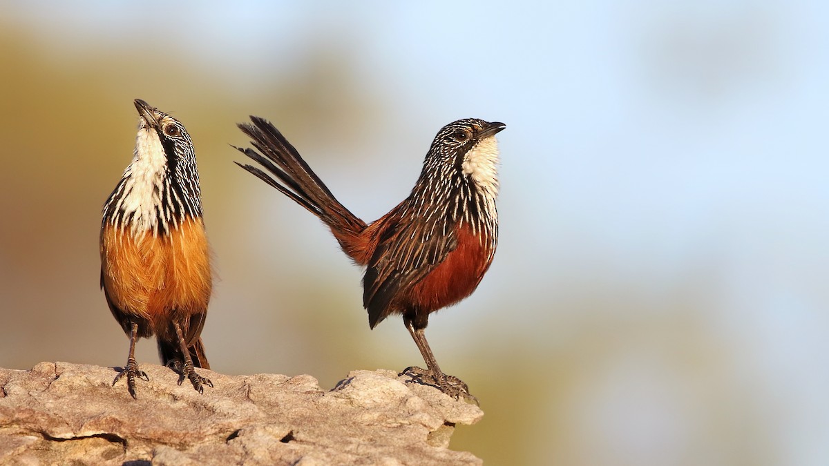 White-throated Grasswren - Joshua Bergmark | Ornis Birding Expeditions