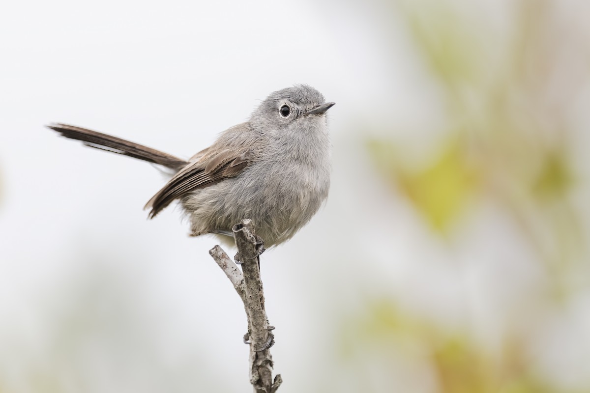 California Gnatcatcher - Sharif Uddin