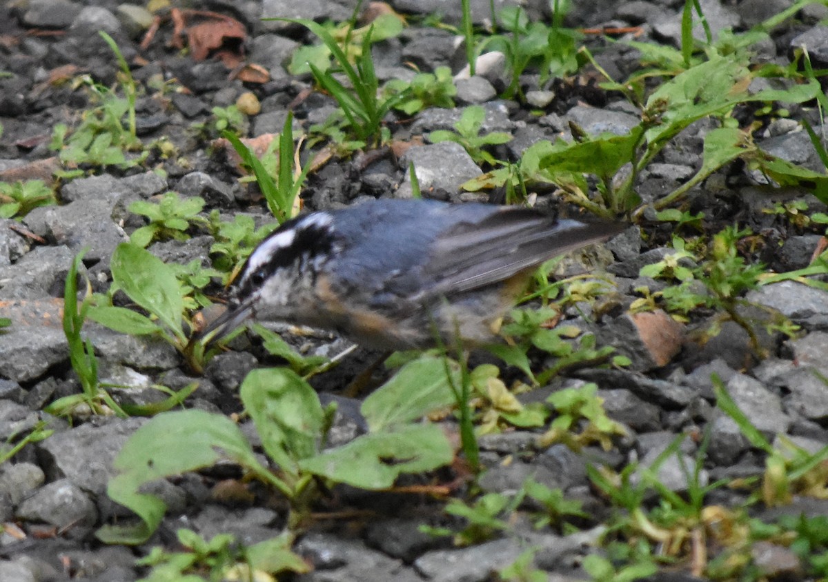 Red-breasted Nuthatch - ML250470161