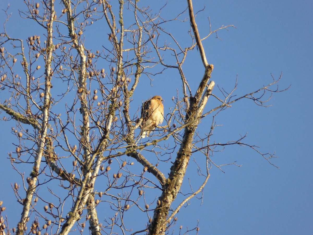 Red-shouldered Hawk - ML25047031