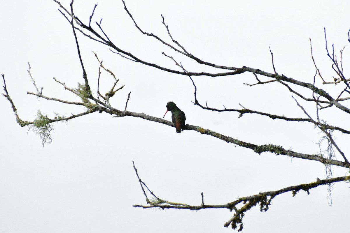 Rufous-tailed Hummingbird - ML250471261