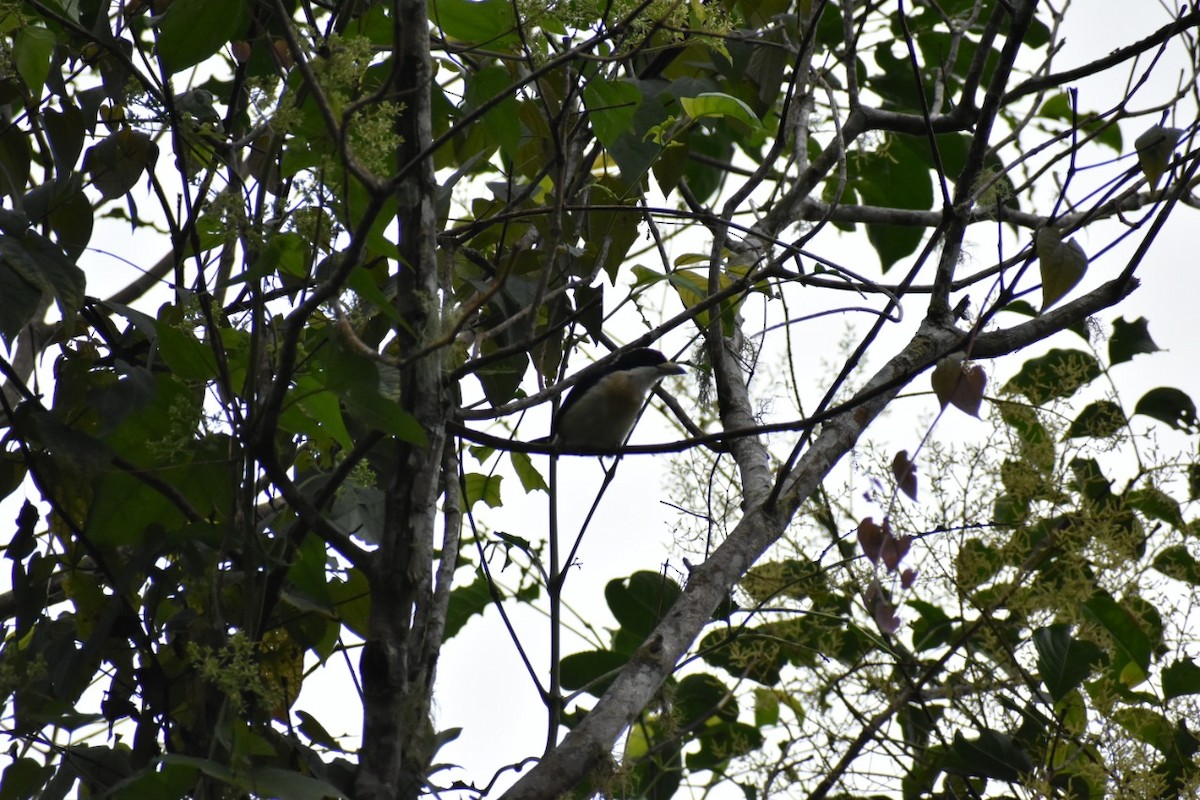 White-mantled Barbet - ML250471331