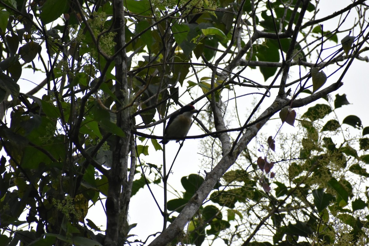 White-mantled Barbet - ML250471341