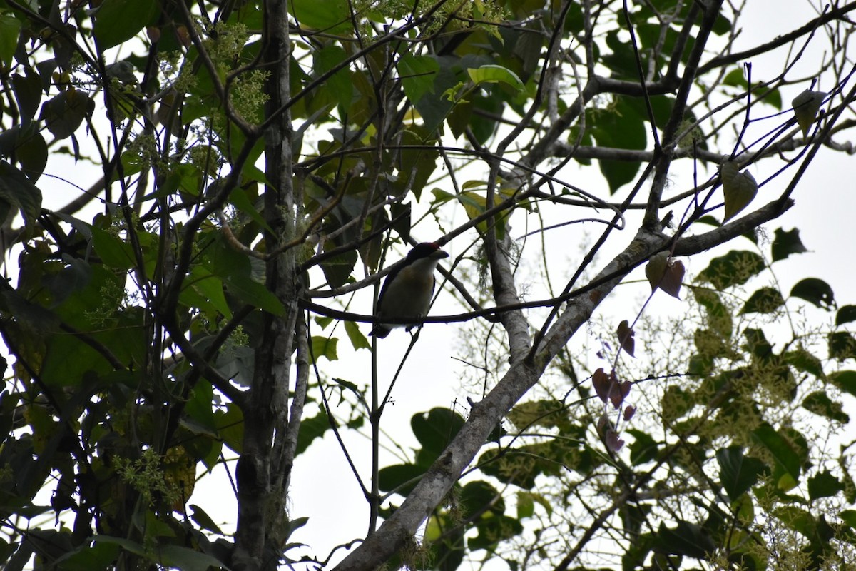 White-mantled Barbet - ML250471351