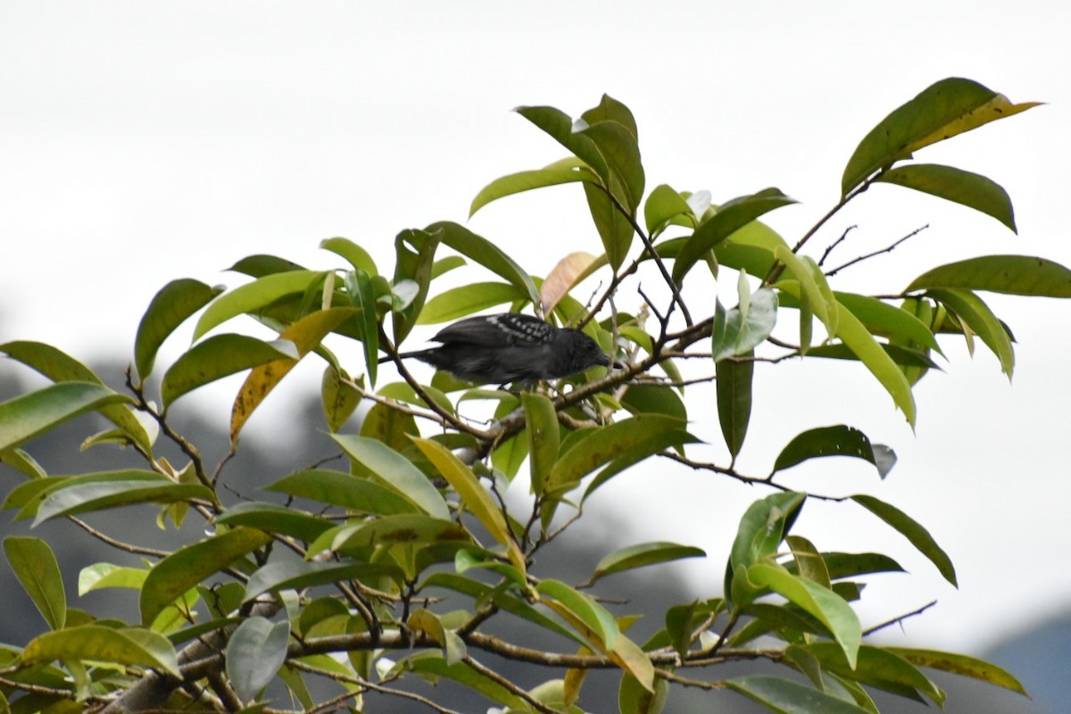 Black-crowned Antshrike - ML250471461