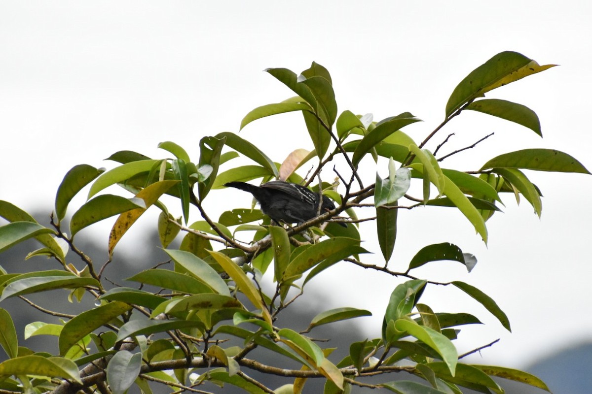 Black-crowned Antshrike - ML250471471