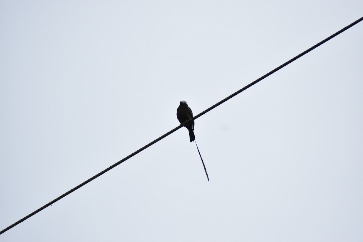 Long-tailed Tyrant - ML250471621