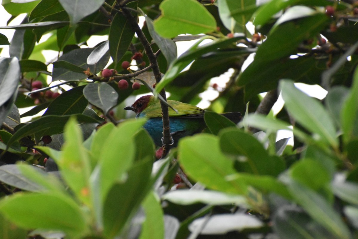 Bay-headed Tanager - ML250471861