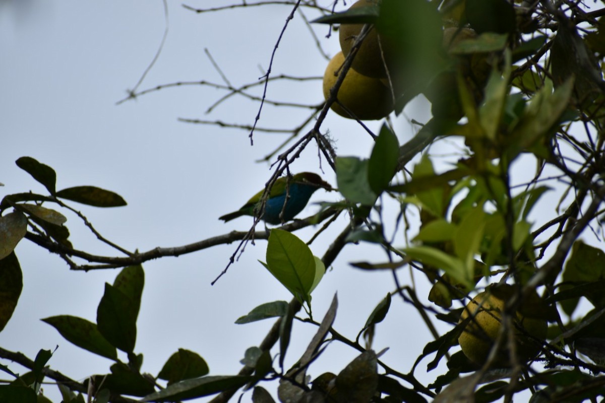 Bay-headed Tanager - ML250471871
