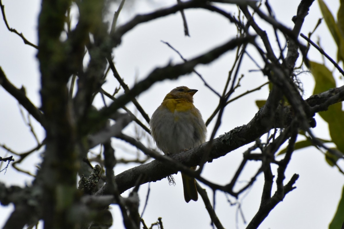 Saffron Finch - ML250471911