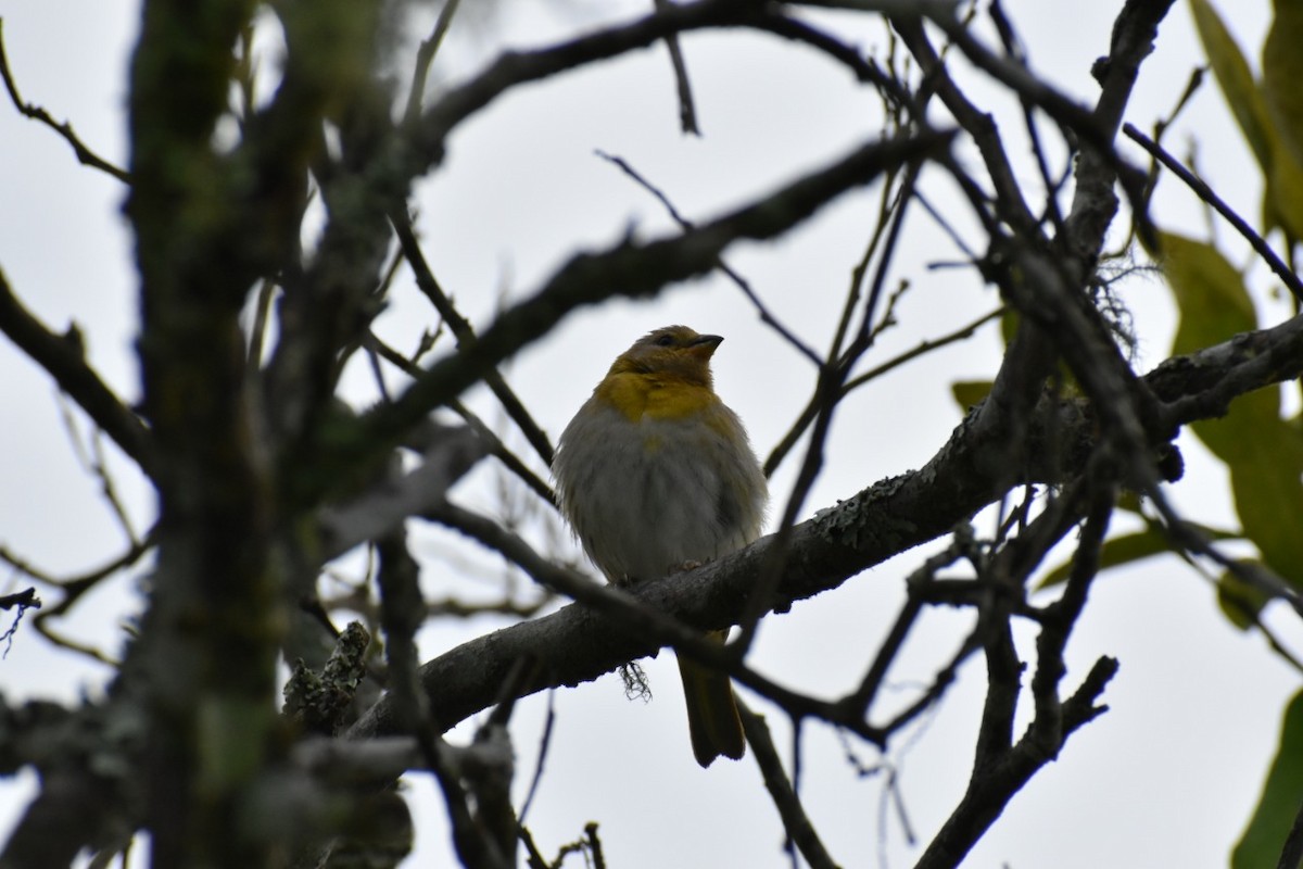 Saffron Finch - ML250471921