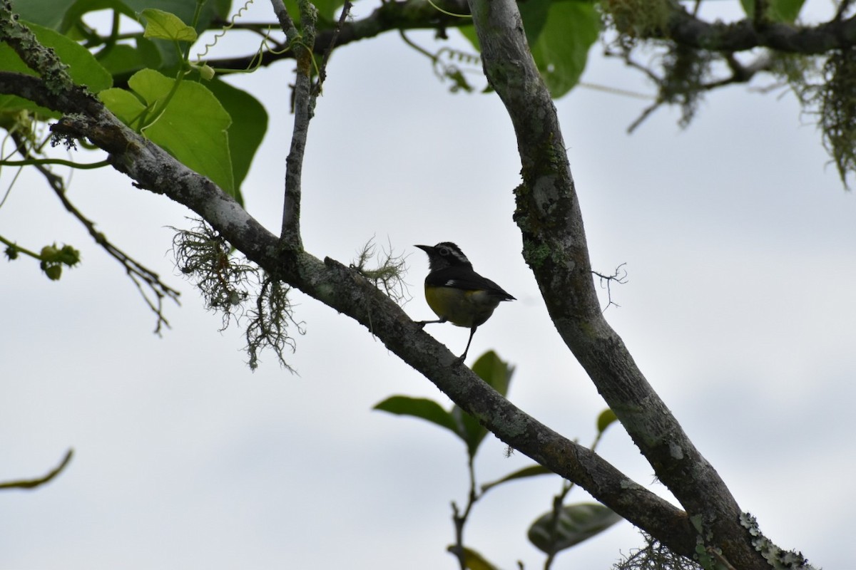 Bananaquit - ML250471971